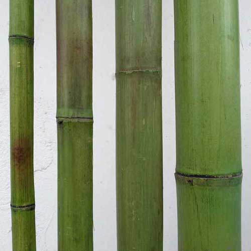 Бамбук зелёный. Вьетнам