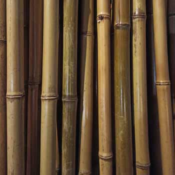 Бамбук стандарт 1,5 - 2 см