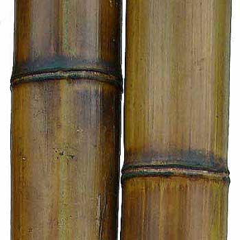 Бамбук ствол стандарт 8 - 9 см