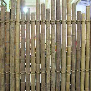 Панамский бамбук в качестве забора